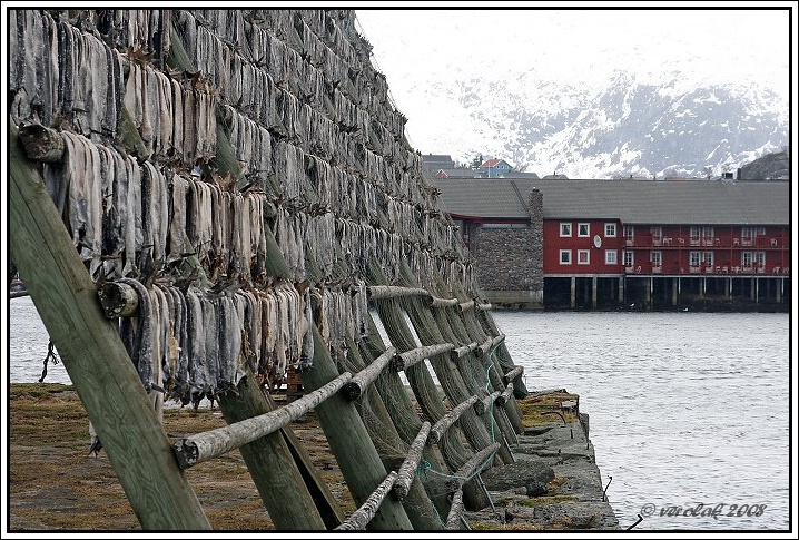  firmatur 2008